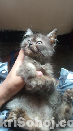 semi Punch face persian cat